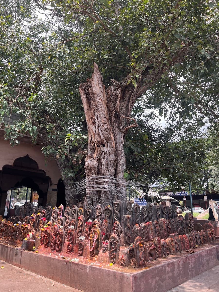 ಮೈಸೂರಿನ ಶ್ರೀ ಅಮೃತೇಶ್ವರ ದೇವಾಲಯ: ದೊಡ್ಡ ಮರದ ಕಾಂಡದ ಸುತ್ತ ನಾಗಶಿಲೆಗಳು, ಪಕ್ಕದಲ್ಲಿ ಕಮಾನಿನ ದೇವಾಲಯದ ಕಟ್ಟಡ