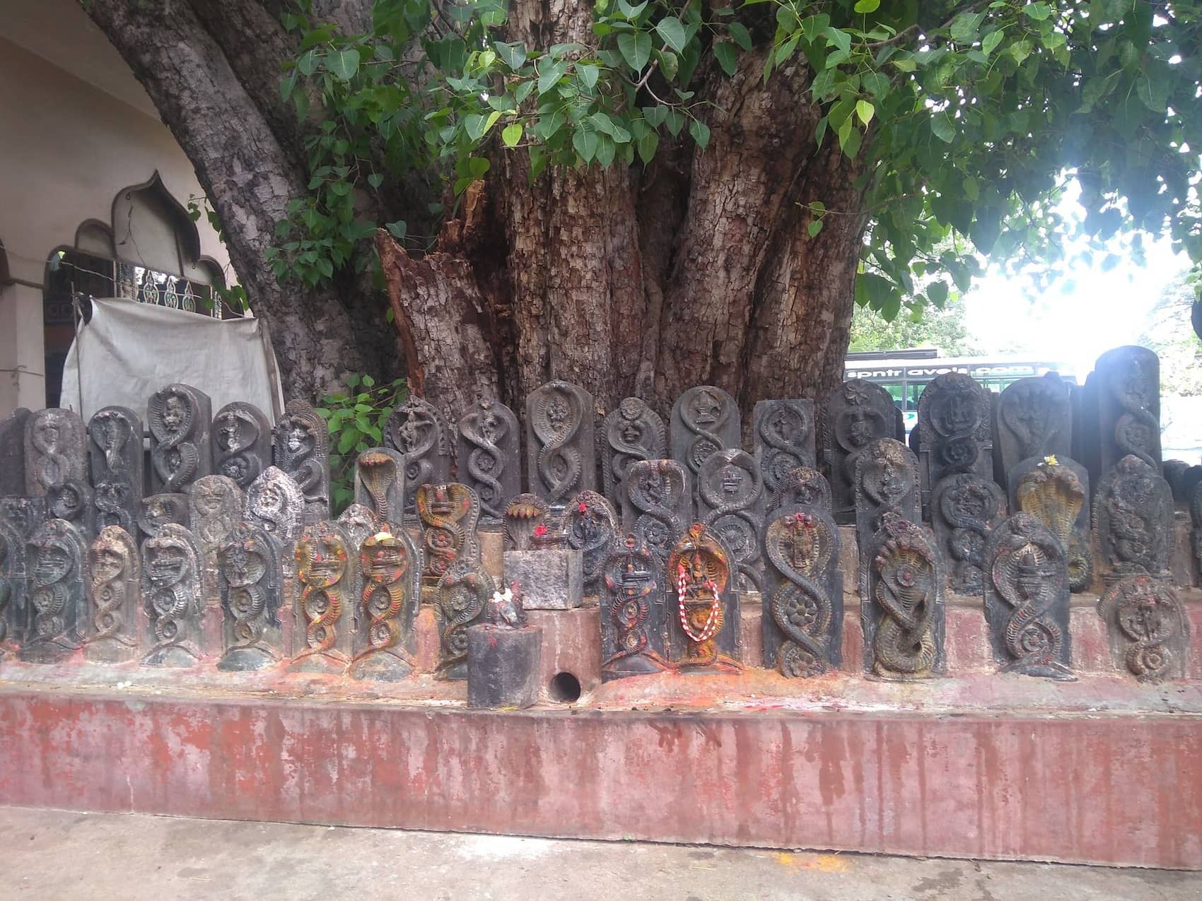 ಮೈಸೂರಿನ ಶ್ರೀ ಅಮೃತೇಶ್ವರ ದೇವಾಲಯದಲ್ಲಿ ದೊಡ್ಡ ಹಳೆಯ ಮರದ ಮುಂದೆ ಸಾಲಾಗಿ ಇರುವ ಕೆತ್ತಿದ ನಾಗಶಿಲೆಗಳು